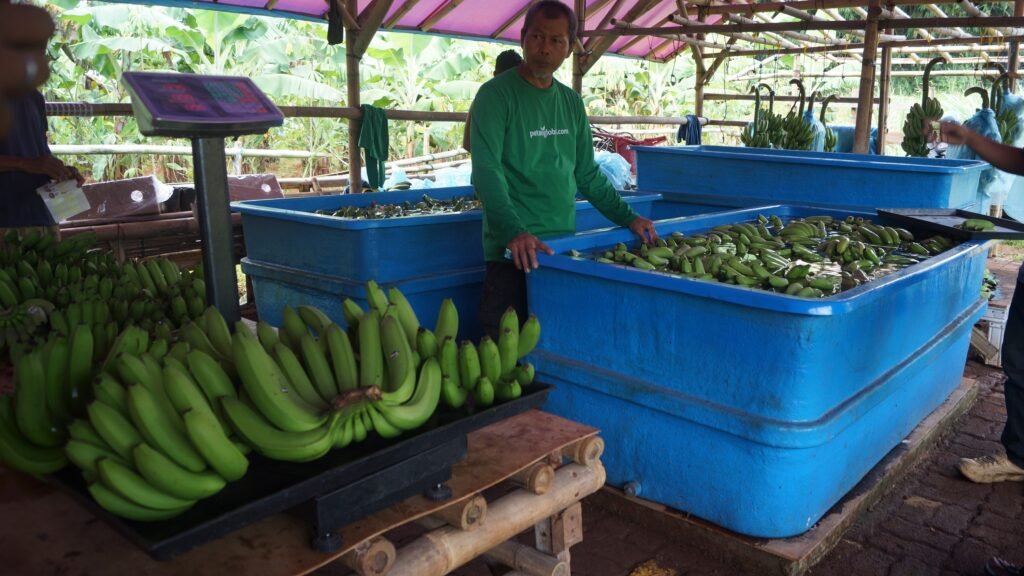 Distributor buah segar