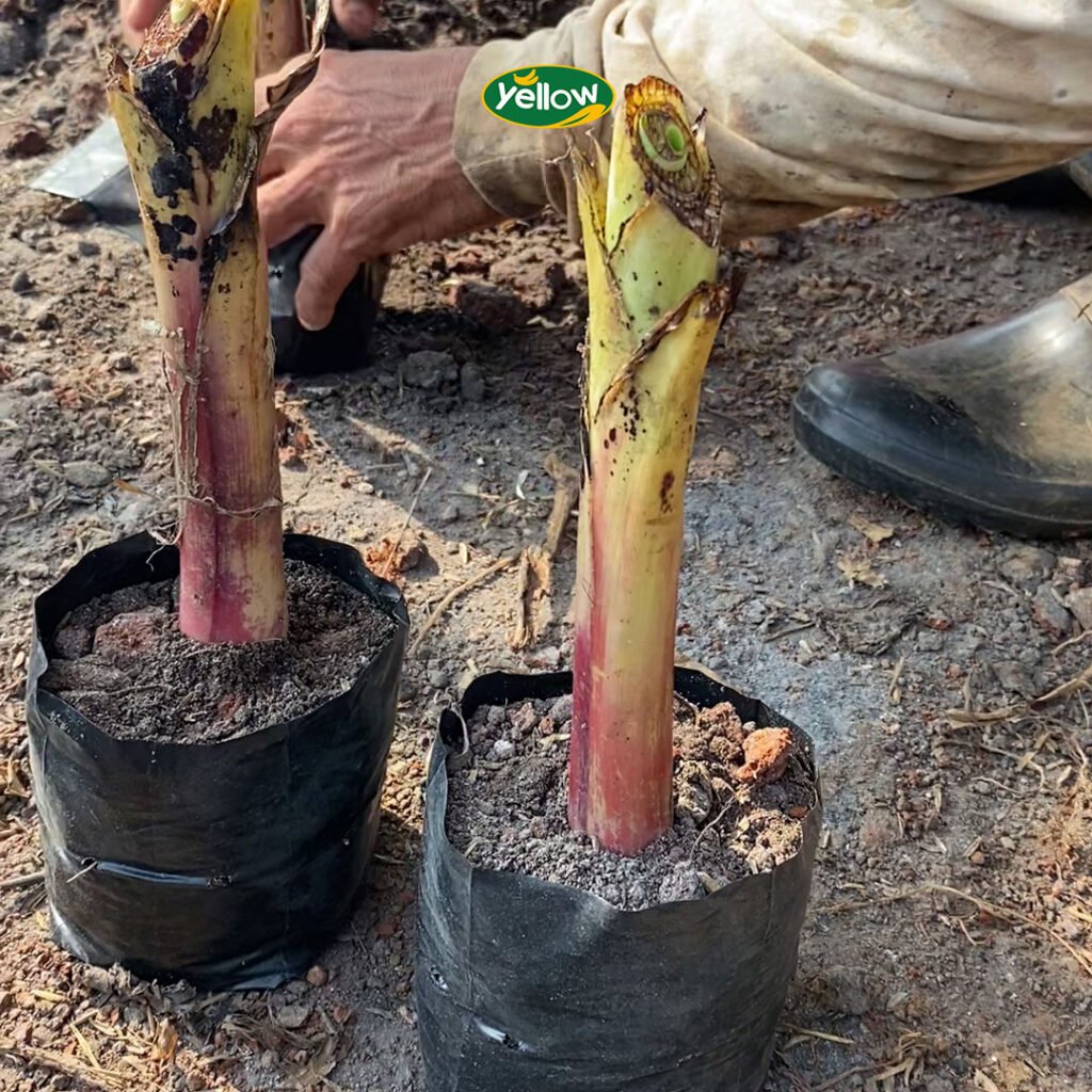 Bibit Bonggol Pisang Cavendish