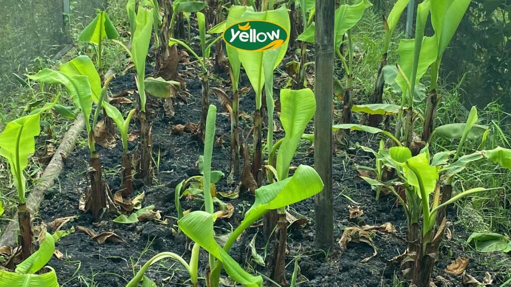 Bibit pisang cavendish di Perkebunan Yellow Cavendish Indonesia di Setu Bekasi
