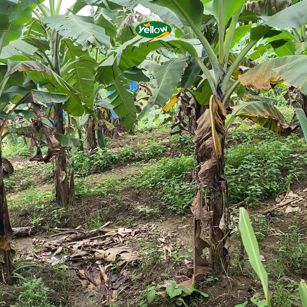Penanaman berjarak pohon pisang cavendish