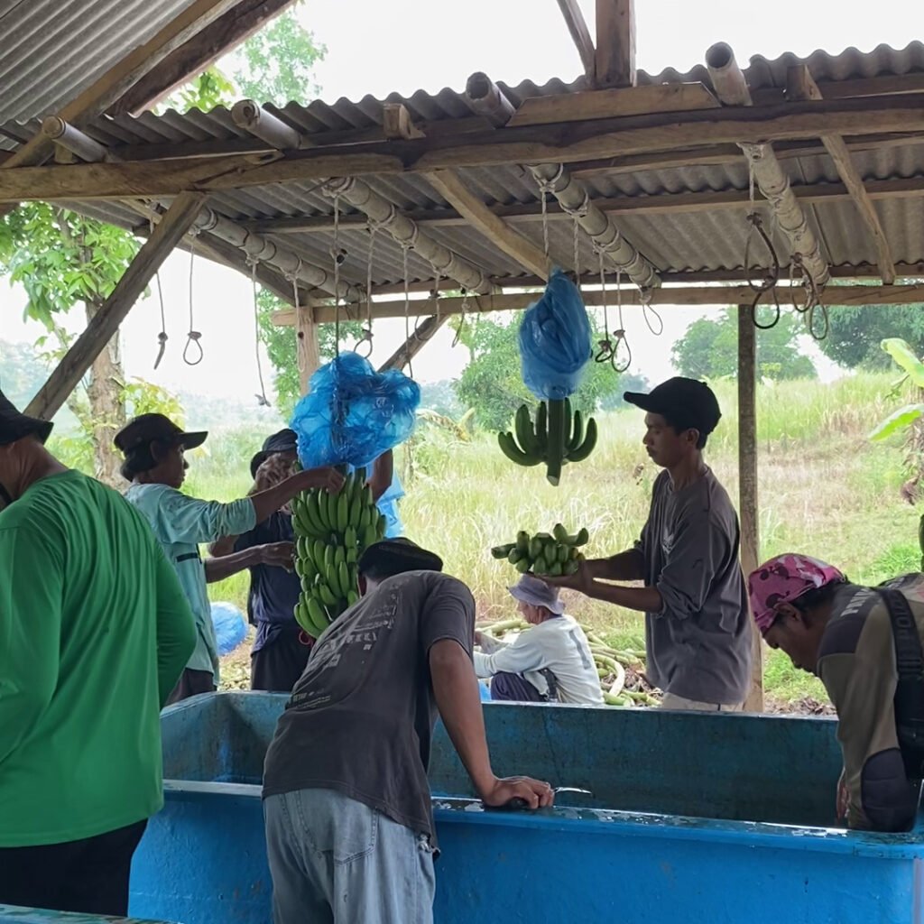 distributor pisang cavendish
