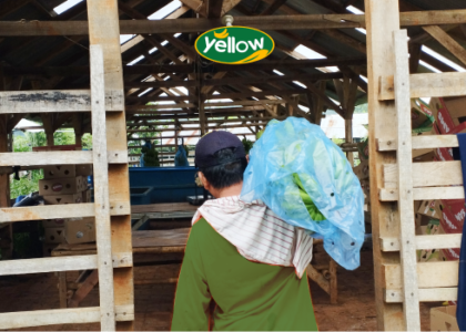 Harga pisang cavendish, jual beli pisang cavendish, supplier pisang cavendish, distributor pisang cavendish, grosir pisang cavendish