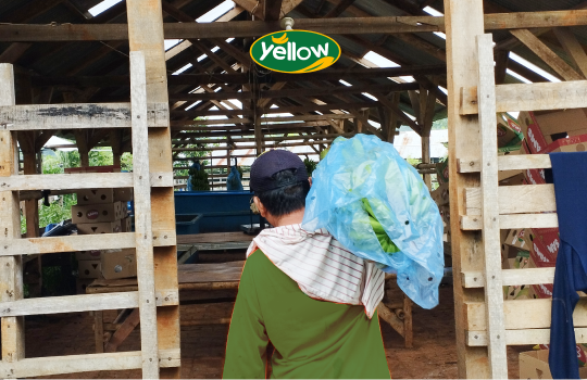 Mengenal Grosir, Distributor, dan Supplier Pisang Cavendish
