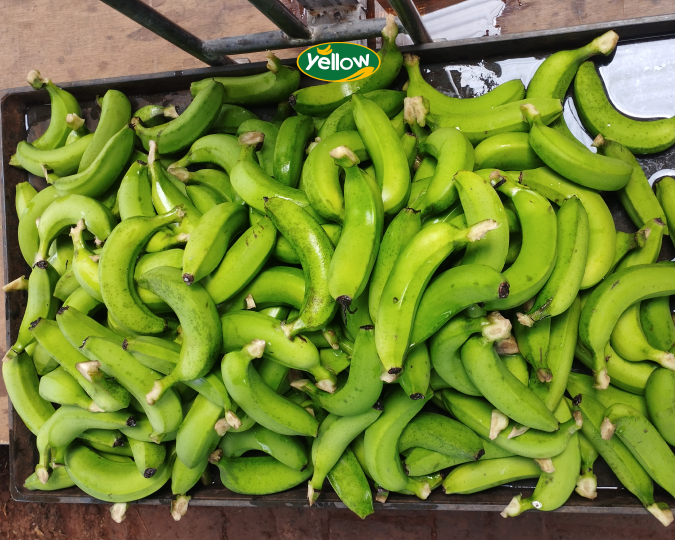 Harga pisang cavendish
