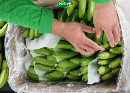 Pisang Cavendish untuk Catering
