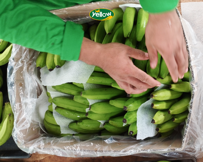 Supplier pisang cavendish