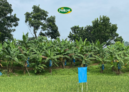 Kebun Pisang Cavendish