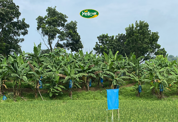 Cara Memilih Bibit Pisang Cavendish, Menanam, dan Merawatnya