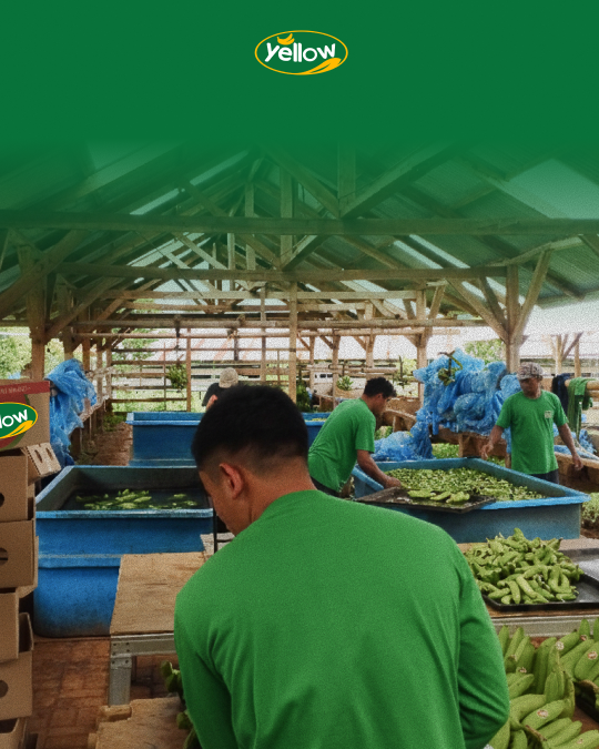 supplier pisang cavendish untuk catering